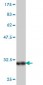 BGLAP Antibody (monoclonal) (M01)